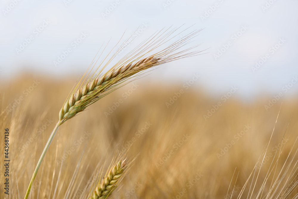 Ear spike of barley in agricultural field in summer Ear spike of barley in agricultural field in summer