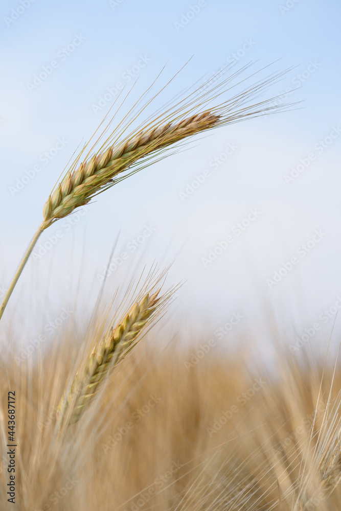 Ear spike of barley in agricultural field in summer Ear spike of barley in agricultural field in summer