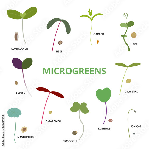 Set of various microgreens including sunflower, beet, carrot, pea, radish, cilantro, nasturtium, amaranth, broccoli, kohlirabi, cilantro and onion on white background.
Can be used for topics like orga photo