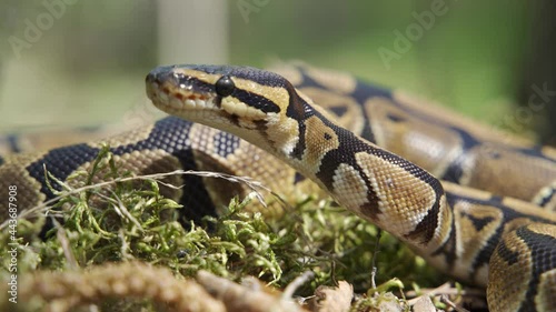 A boa constrictor crawls among the grass. Snake close-up. Blurred background, 4K UHD.