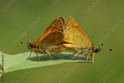 A mating pair of Large Skipper Butterfly, Ochlodes sylvanus, perching on a leaf in a meadow.
