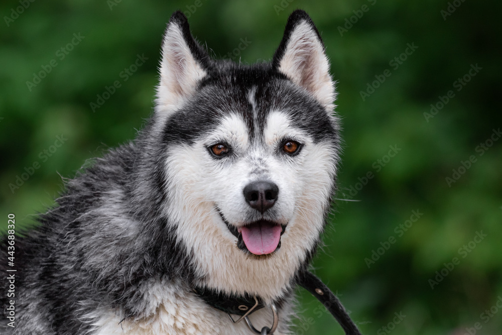 Close-up portrait of a cheerful black-white Siberian Husky dog with expressive brown eyes, raised ears and an open mouth with wet hair on a blurred green background in nature