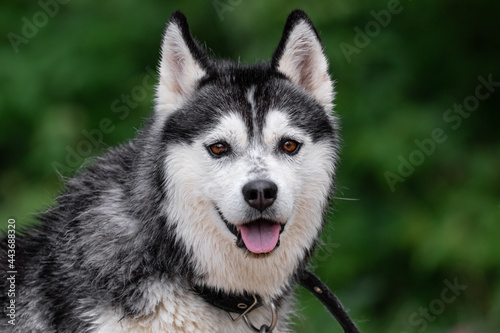 Close-up portrait of a cheerful black-white Siberian Husky dog with expressive brown eyes  raised ears and an open mouth with wet hair on a blurred green background in nature