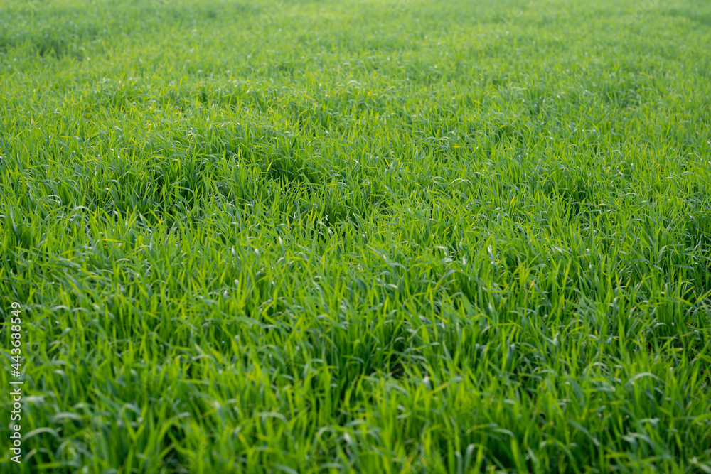 Young wheat plants growing on the soil, Amazingly beautiful endless fields of green wheat grass go far to the horizon. Young wheat plants growing on the soil, Amazingly beautiful endless fields of green wheat grass go far to the horizon.