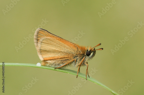 A Small Skipper Butterfly, Thymelicus sylvestris, perching on a blade of grass in a meadow.