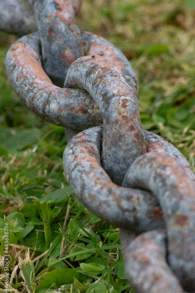 Cadena de hierro. Eslabón en la cadena, detalle
sobre césped 