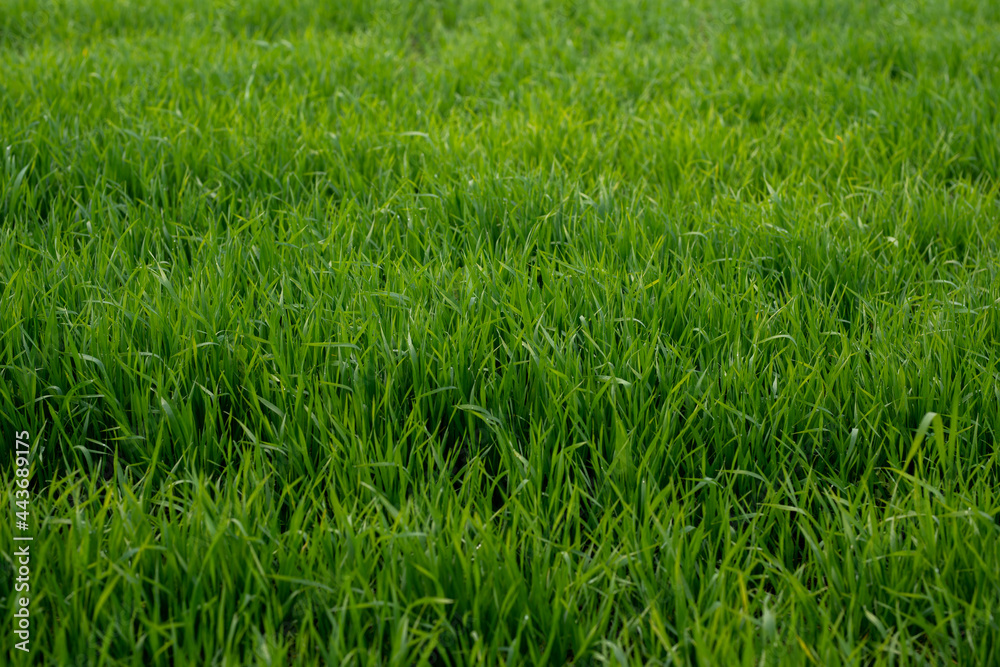Obraz premium Young wheat plants growing on the soil, Amazingly beautiful endless fields of green wheat grass go far to the horizon.