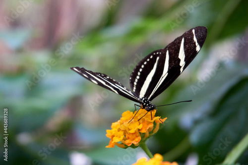 Fototapeta Naklejka Na Ścianę i Meble -  close up of a black and red butterfly