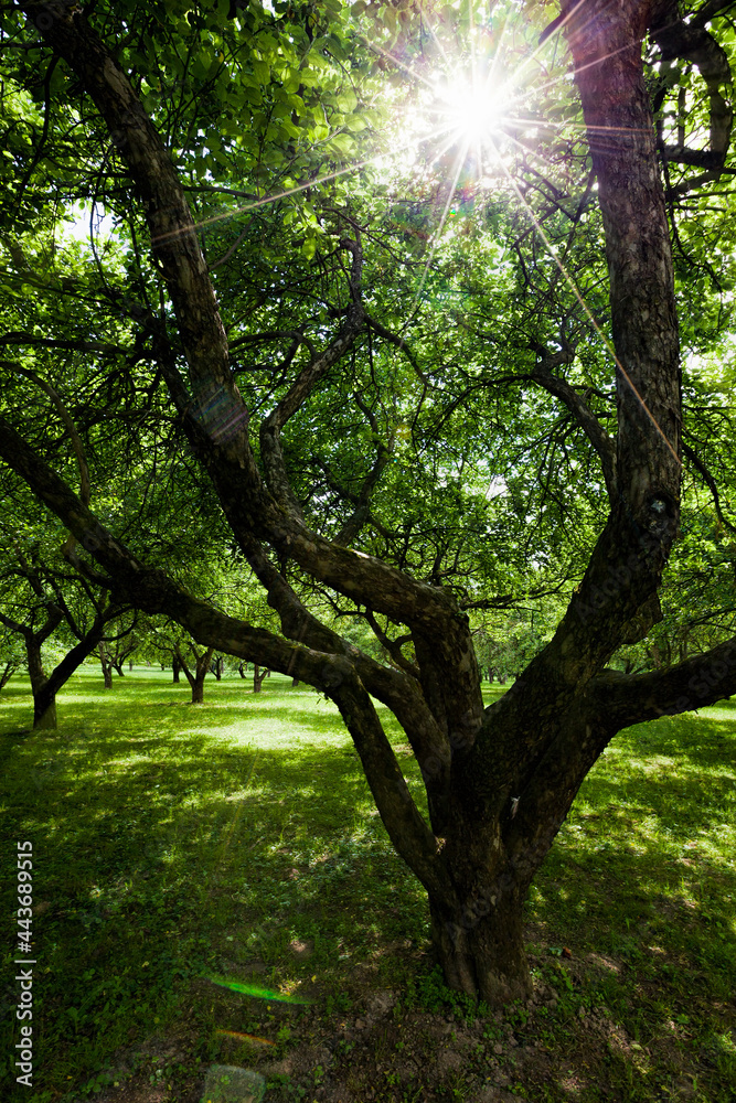 Obraz premium real nature