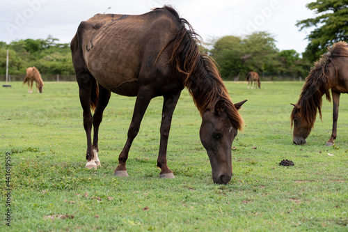 Horse eating on the island of Vieques, Puerto Rico.