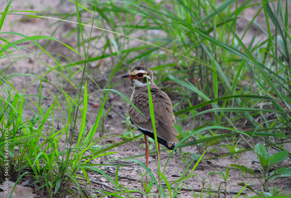 A three-banded courser or Heuglin’s courser in Bush of Zambia South African Region Africa A three-banded courser or Heuglin’s courser in Bush of Zambia South African Region Africa