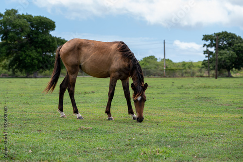 A horse while eating in a forest