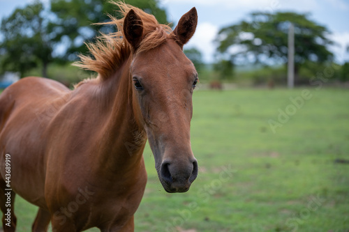Close up de un caballo en el bosque. Vieques, Puerto Rico. © leoenriquephoto
