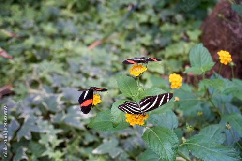 close up of multicolored butterflies eating