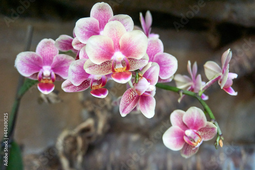 фотографія close up of a pink white orchid