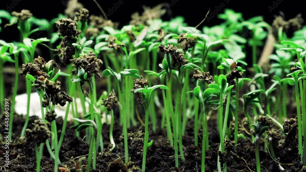 Accelerated growth of young plants from the ground close-up on a black background, macro timelapse