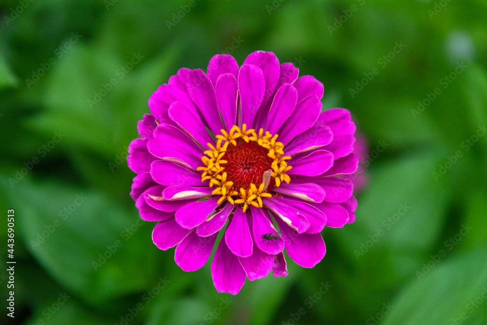 А beautiful man's flower in a green background garden А beautiful man's flower in a green background garden