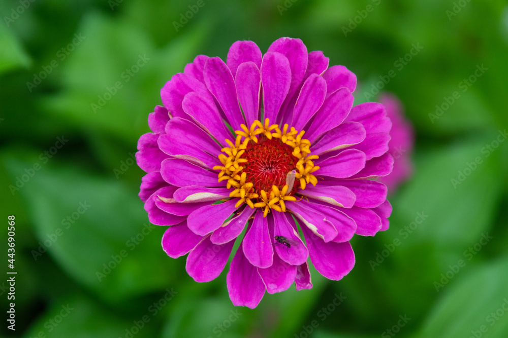 Obraz premium А beautiful man's flower in a green background garden