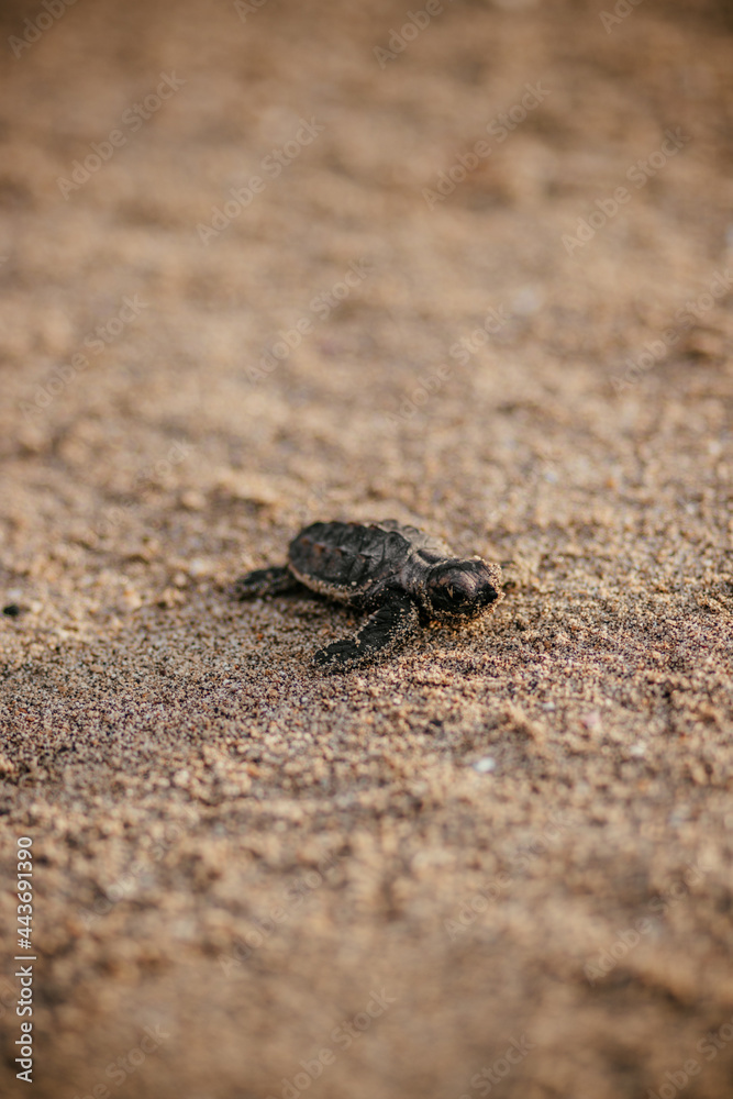 Turtle setting out to swim in the sea after being born.