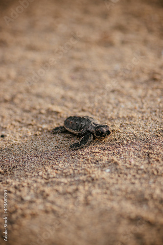 Turtle setting out to swim in the sea after being born. © Logan