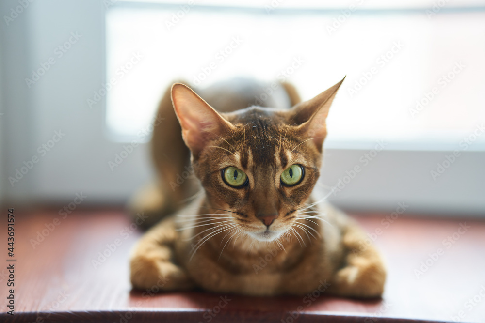 Beautiful cat breed Bengal lies on the floor