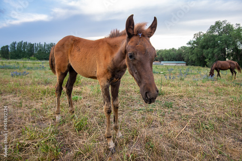 foal in the pasture © Александр Ульман