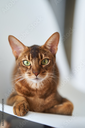 Beautiful Bengal cat sitting on a chair