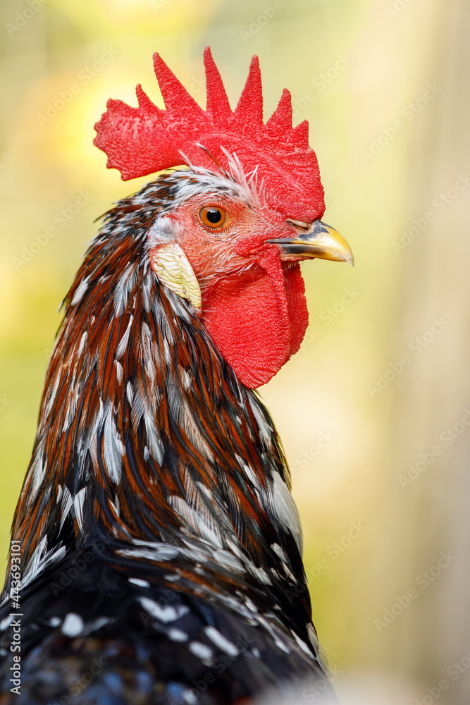 Proud cock profile portrait in yellow background