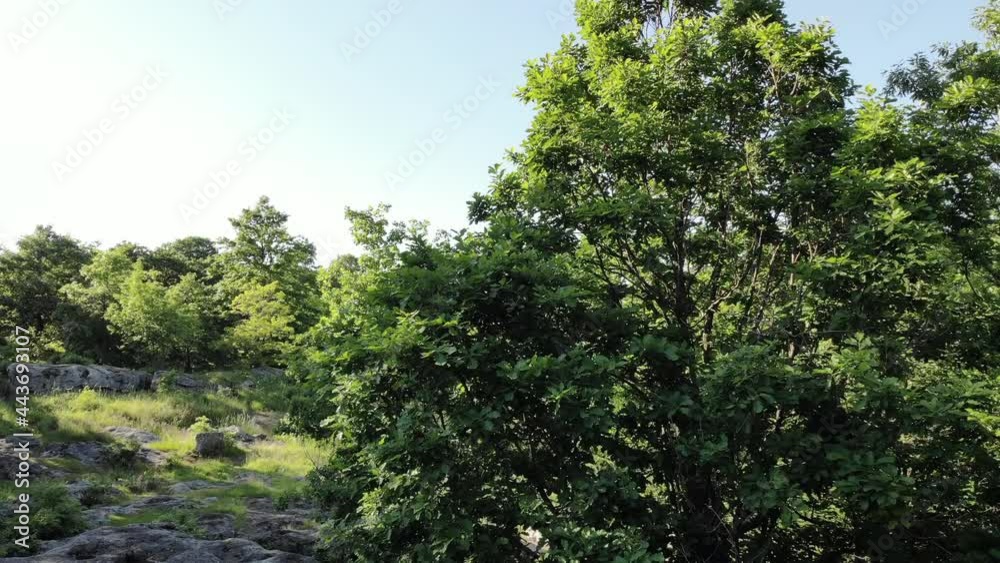 Rising with a drone above a green scenery, ancient rock and tree with blue sky Rising with a drone above a green scenery, ancient rock and tree with blue sky