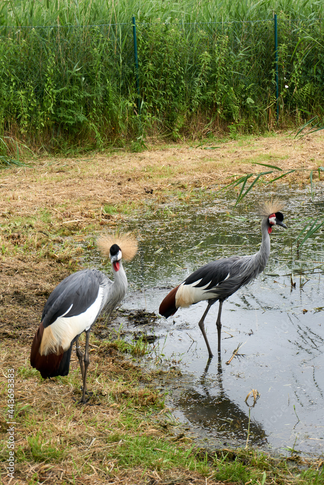 Fototapeta premium two south african gray crowned cranes balearica regulorum