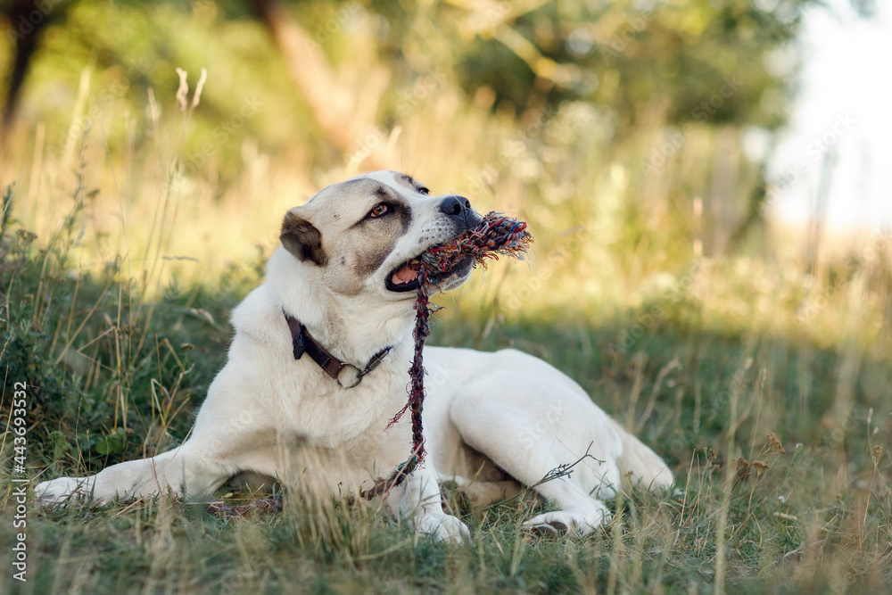 Asian shepherd dog lie on the grass and tear up the rope. Asian shepherd dog lie on the grass and tear up the rope.