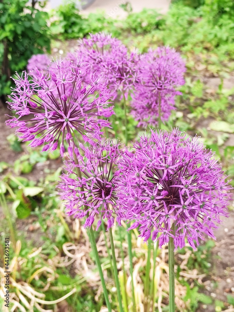 Allium Purple Sensation decorative wild onion Allium Purple Sensation decorative wild onion