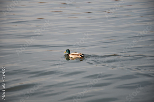 The wild duck that swims on a water.