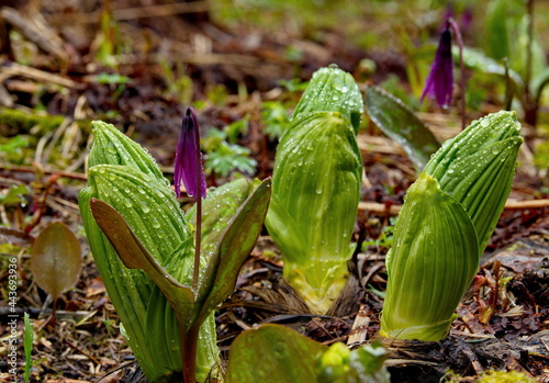 Russia. South of Western Siberia, Kuznetsky Alatau. The first spring shoots of Hellebore (Veratrum) in the morning dew on the bank of the Tom River.