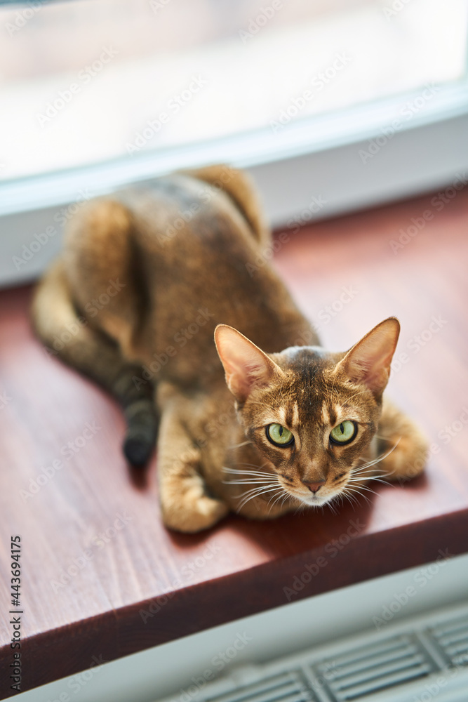 Beautiful cat breed Bengal lies on the floor