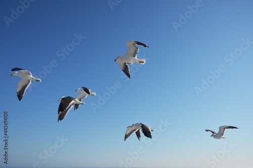 Fliegende Dominikanermöwen (Larus dominicanus) in der Bucht von Walvisbay (Namibia). 