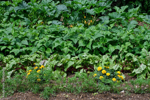 Marigold plants nestled between red beet, carrot, green bean, and summer squash plants.  Marigolds are companion plants and deter nematodes from attacking root crops. 