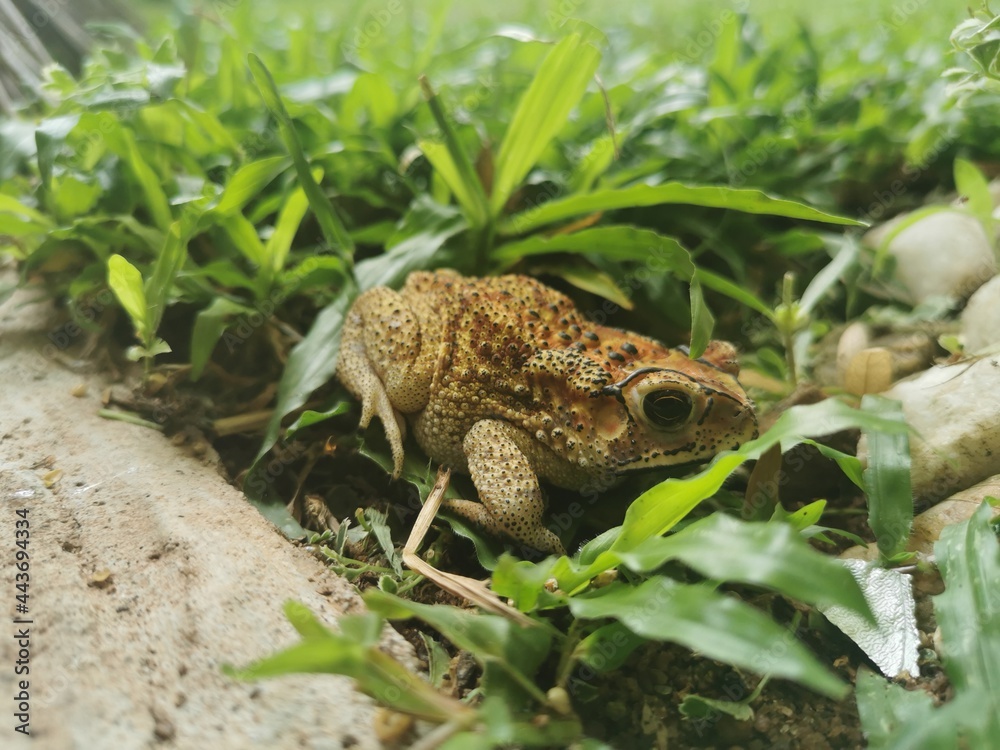 Obraz premium frog resting on the grass 