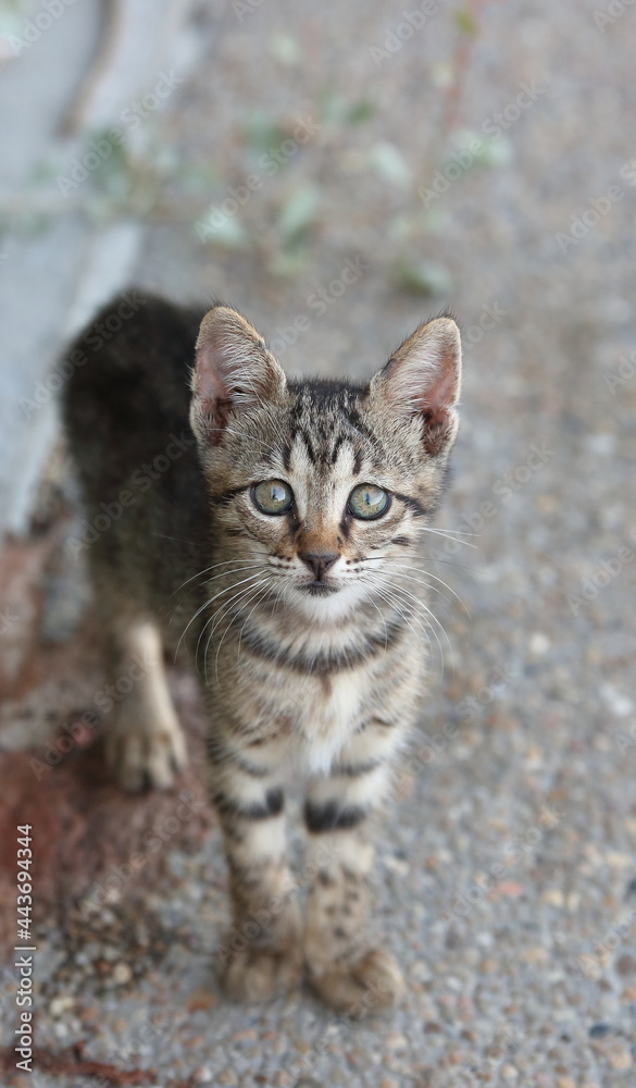 portrait of a cute kitty portrait of a cute kitty