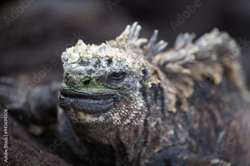 Close-up head on portrait of Marine Iguana (Amblyrhynchus cristatus) crawling over rocks Galapagos Islands © Tristan Barrington