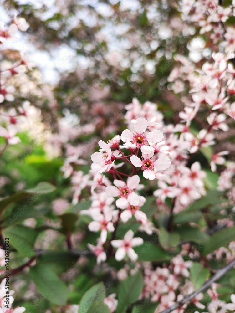 pink cherry Prunus padus Colorata branch blossom pink cherry Prunus padus Colorata branch blossom