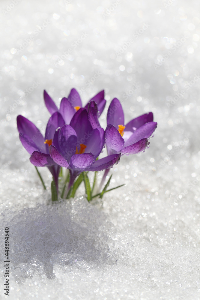 Obraz premium Crocus blue flower blooms on a snow background in a spring sunny day. The primrose bloomed after the winter.