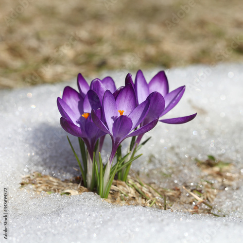 Crocus blue flower blooms on a snow background in a spring sunny day. The primrose bloomed after the winter. © Nadzeya Pakhomava
