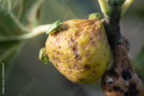 Stinks the bugs feed on figs