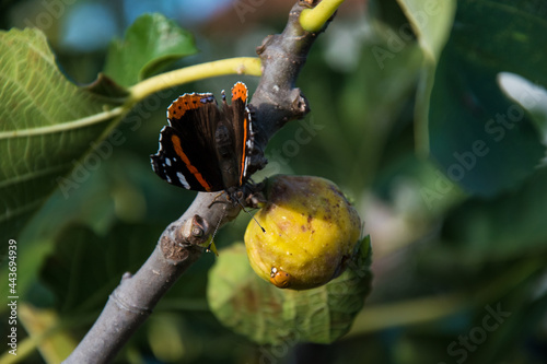 Butterfly and Bubamara share fig fruit photo