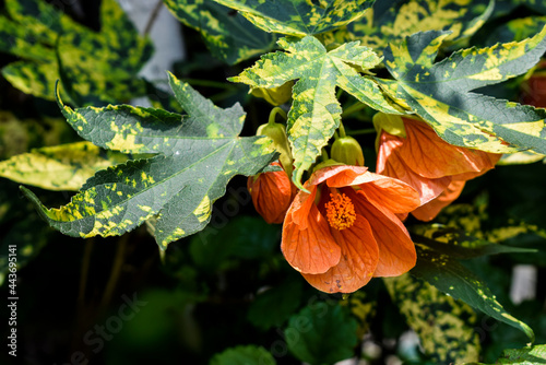 abutilon × hybridum photo