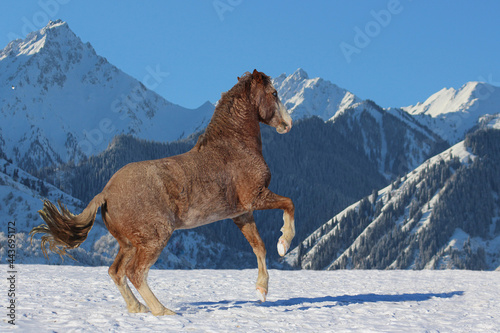American curly horse performs classic winter school on the loose amid mountains