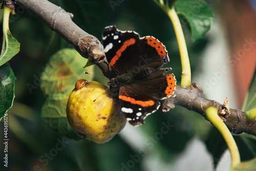 Butterfly and Bubamara share fig fruit photo