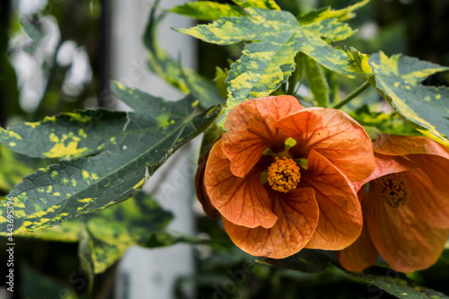 abutilon × hybridum photo