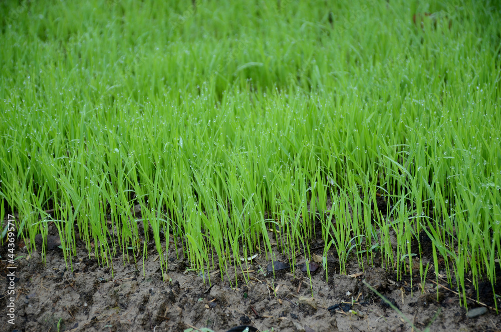 Obraz premium closeup the green ripe paddy plant soil heap and growing in the farm over out of focus green brown background.